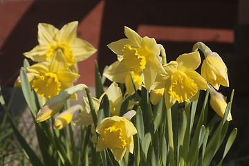 Image showing daffodils