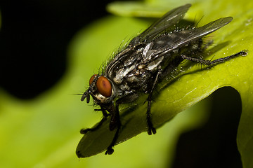 Image showing fly on leaf
