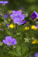 Image showing summer flowers