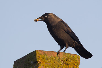 Image showing Daw (Corvus monedula) is eating a piece of bread