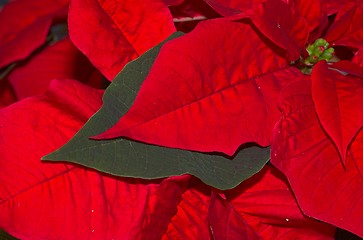 Image showing poinsettia