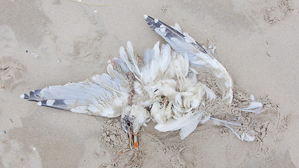 Image showing Dead bird on a beach