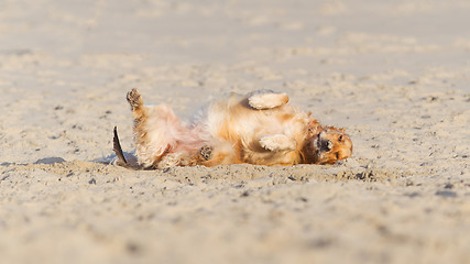 Image showing Happy dog rolling - Golden retreiver