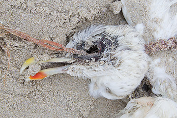 Image showing Dead bird on a beach