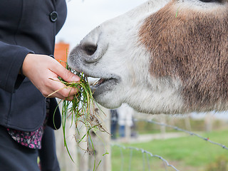 Image showing Woman feeding a donkey 