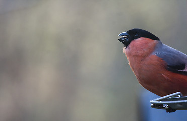 Image showing male bullfinch