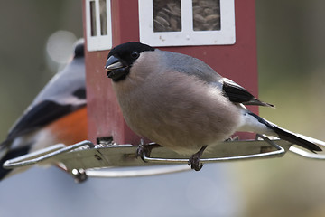 Image showing female bullfinch