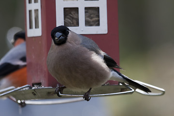 Image showing female bullfinch