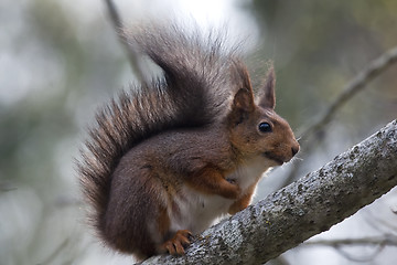 Image showing red squirrel