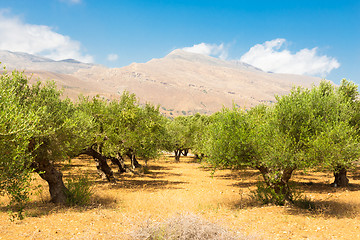 Image showing Olive grove