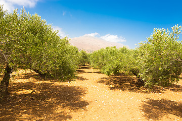 Image showing Olive grove
