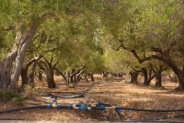 Image showing Irrigated olive grove.