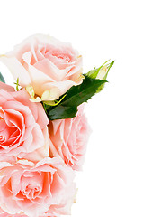 Image showing Cream Pink Roses