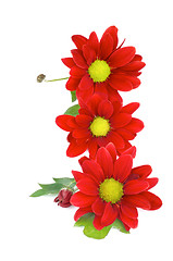 Image showing Red Daisy