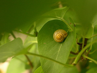 Image showing Snail in greenery