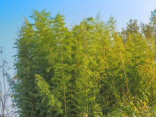 Image showing Bamboo tree