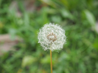 Image showing Dandelion flower