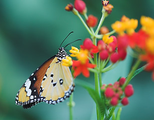 Image showing Butterfly