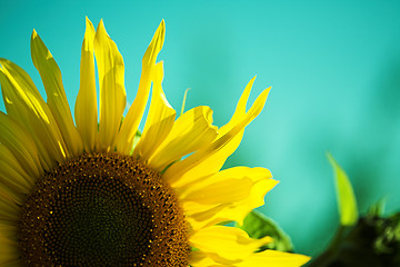 Image showing Sunflower