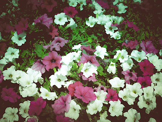 Image showing Retro look Flowers