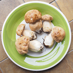 Image showing Porcini Mushroom