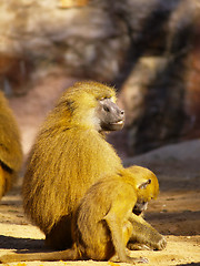 Image showing baboons