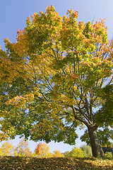 Image showing Colorful maple tree in fall