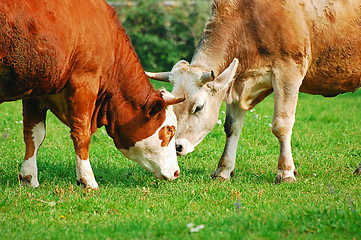 Image showing Two cows