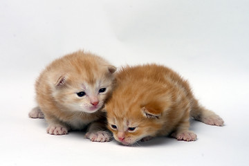 Image showing two little kitties