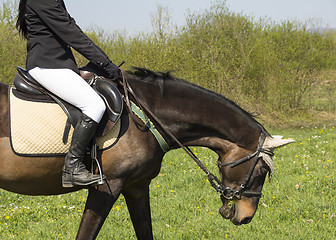 Image showing Dressage horse