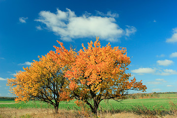 Image showing Two Trees