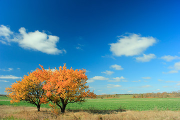 Image showing Two Trees