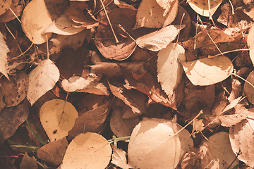 Image showing Autumn leaves