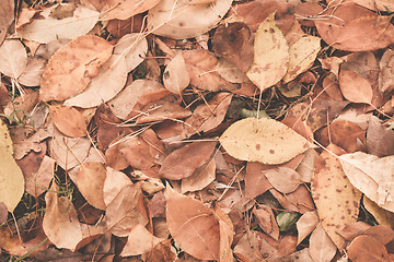 Image showing Autumn leaves