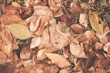 Image showing Autumn leaves