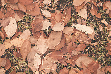 Image showing Autumn leaves