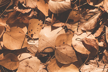 Image showing Autumn leaves