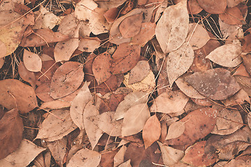 Image showing Autumn leaves