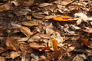 Image showing Autumn leaves