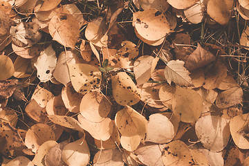 Image showing Autumn leaves