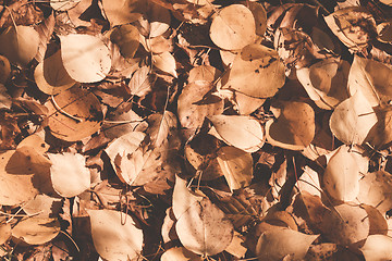 Image showing Autumn leaves