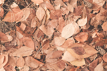 Image showing Autumn leaves