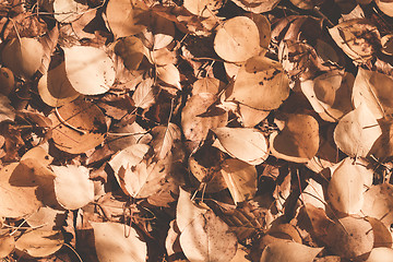 Image showing Autumn leaves