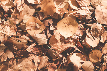 Image showing Autumn leaves