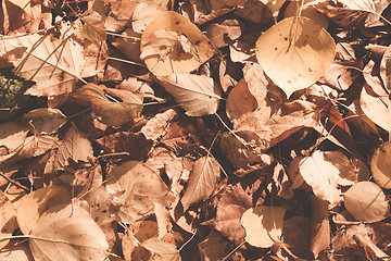 Image showing Autumn leaves