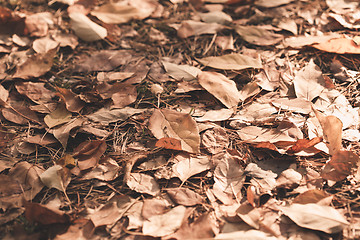 Image showing Autumn leaves