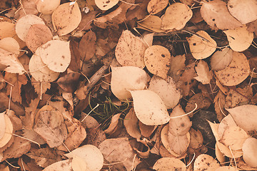 Image showing Autumn leaves