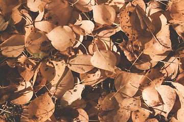 Image showing Autumn leaves