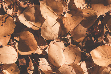 Image showing Autumn leaves