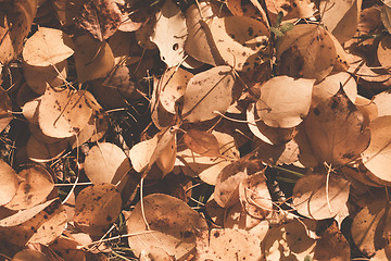 Image showing Autumn leaves